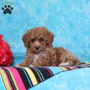 Crocus, Cavapoo Puppy